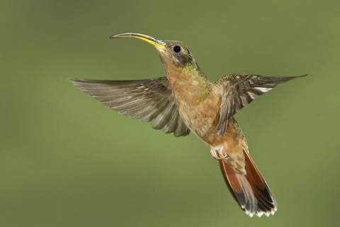 Rufous-breasted Hermit (Glaucis hirsutus), Trinidad and Tobago