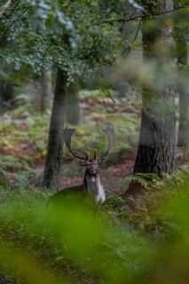 On the way to my hiding place I meet a fallow deer (Dama dama) who at least holds out long enough