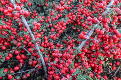 Fan-shaped cotoneaster (Cotoneaster horizontalis), Emsland, Lower Saxony, Germany