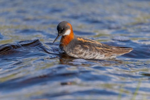 Odin's chicken (Phalaropus lobatus), in splendour, hunting insect larvae, Vadsö, Varangerfjord,