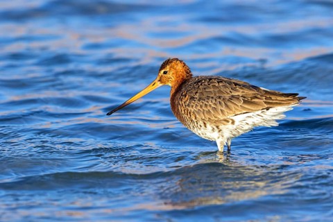 Black-tailed godwit, Limosa limosa, Israel
