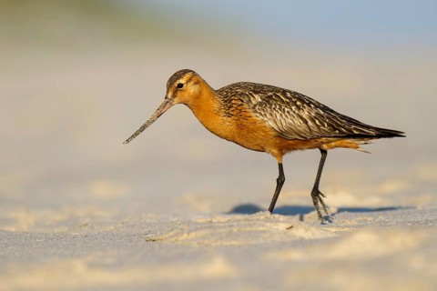 Bar-tailed Godwit (Limosa lapponica) male foraging, Poland