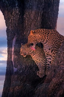 Leopard, with young, 6 months, old, Panthera pardus, Botswana, Botswana, Botswana