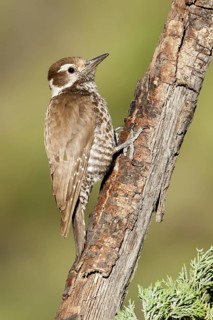 Arizona Woodpecker (Leuconotopicus arizonae), Arizona, USA