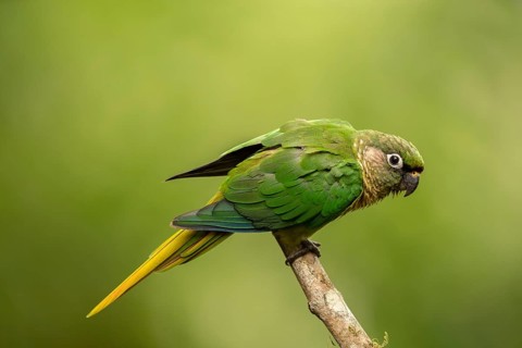 Maroon-bellied Parakeet (Pyrrhura frontalis) perched on a branch, Atlantic rainforest, Brazil