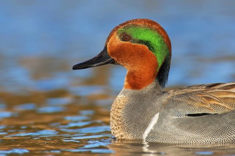 Green-winged Teal (Anas carolinensis) male, British Columbia, Canada