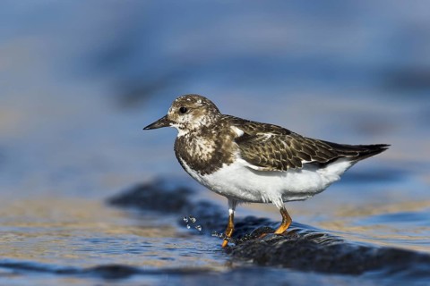 Ruddy Turnstone (Arenaria interpres) juvenile, Eilat, Israel