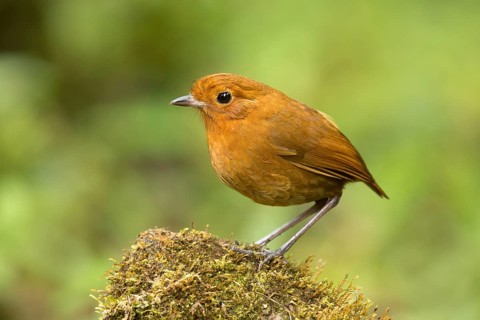 Rufous Antpitta (Grallaria rufula), Tapichalaca Reserve, Ecuador