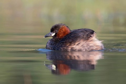 Little Grebe (Tachybaptus ruficollis), Saxony, Germany