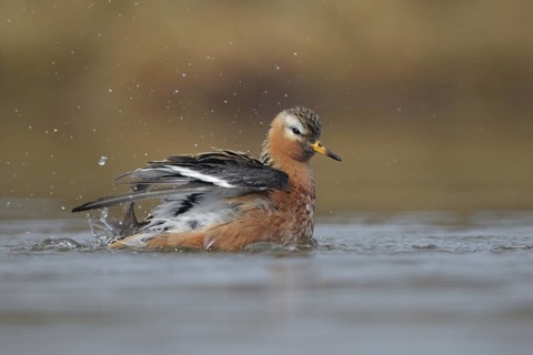 Red Phalarope (Phalaropus fulicarius), Alaska, USA