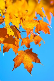 Maple (Acer), in front of a bright blue sky in autumn, New Hampshire, New England, USA