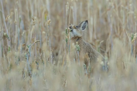 European brown hare (Lepus europaeus) adult animal eating a wheat plant seedhead in a farmland