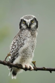 Northern hawk owl (Surnia ulula) almost fledged young bird in the rain, Northern Norway,