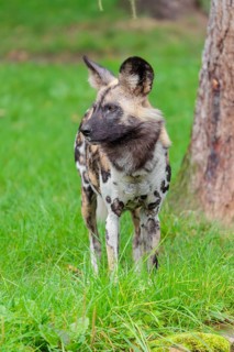 An African wild dog, Lycaon pictus, stands in a green meadow