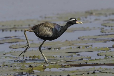 Bronze-winged Jacana (Metopidius indicus), Goa, India