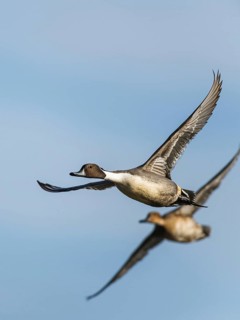 Northern Pintail, Anas acuta, pair of birds in flight over winter marshes