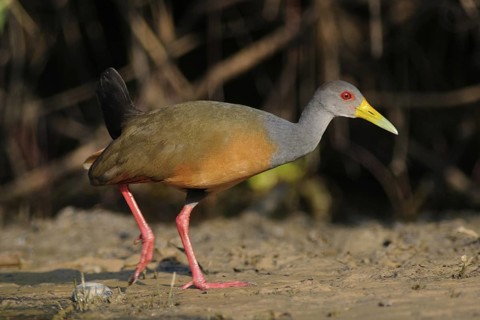 Grey-necked Wood Rail (Aramides cajaneus), Pantanal, Brazil
