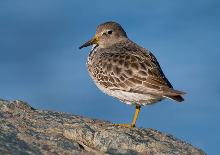 Rock Sandpiper (Calidris ptilocnemis), British Columbia, Canada