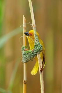A gold weaver building a nest, iSimangaliso Wetland Park, St Lucia, KwaZulu-Natal, South Africa