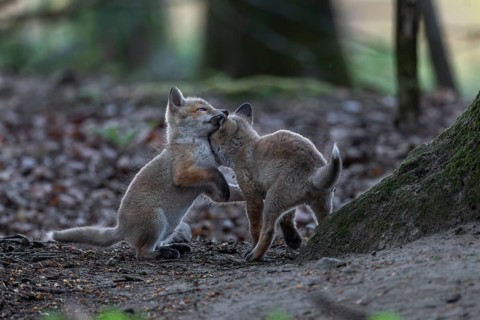 The ears of playing red fox pups (Vulpes vulpes) are a favourite target, rearing pups, baby