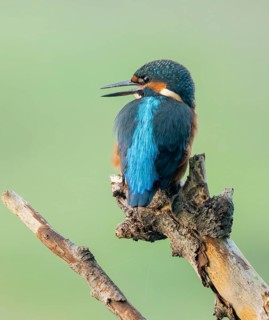 Kingfisher (Alcedo atthis) sitting on an old branch, perch and looking for prey, Lower Saxony,