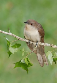 Black-billed Cuckoo (Coccyzus erythropthalmus) perched on a branch, Texas, USA