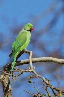 Rose-ringed parakeet (Psittacula krameri) sitting on a branch, palace gardens Biebrich, Wiesbaden,
