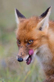 Red Fox (Vulpes vulpes) adult licks his lips, Netherlands