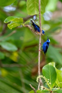 Turquoise Sunbird (Cyanerpes cyaneus), two birds sitting on a branch, Corcovado National Park, Osa,