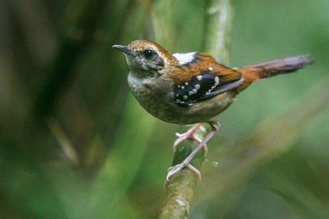 Squamate Antbird (Myrmeciza squamosa) perched on a branch in the Atlantic rainforest of southeast