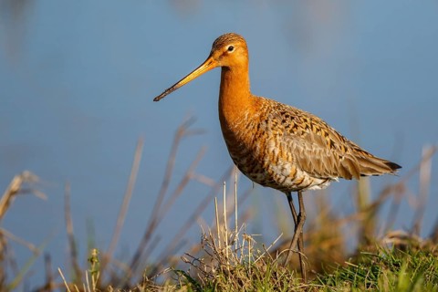 Black-tailed Godwit (Limosa limosa) male, Netherlands
