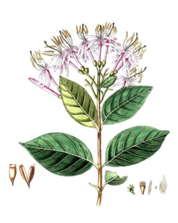 Cinchona montana, cinchona tree, digital reproduction of a historical model, between 1790 and 1810