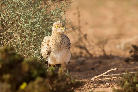 Eurasian Stone-curlew (Burhinus oedicnemus) juvenile, Morocco