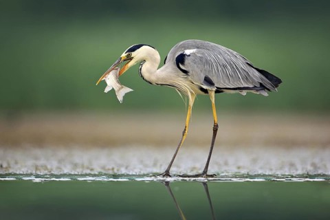 Heron with fish. Grey Heron, Ardea cinerea, blurred grass in background. Heron in the forest lake.
