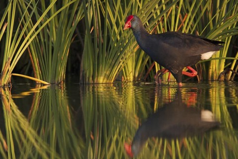Western Swamphen (Porphyrio porphyrio), Andalusia, Spain