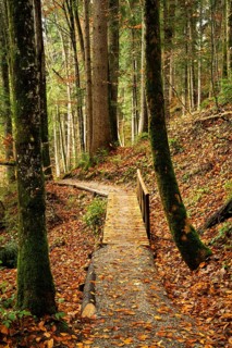 The Hausbachklamm gorge in autumn. A hiking trail leads through the forest. Weiler-Simmerberg, West