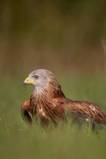 Red kite (Milvus milvus) adult raptor bird of prey in grassland, England, United Kingdom