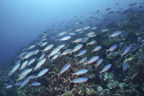 Red Sea Fusilier (Caesio suevica)