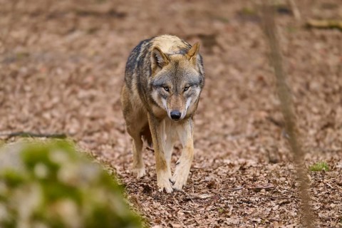 A wolf walks along a forest path covered with leaves, Wolf (Canis Lupus), Germany