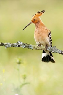 Eurasian Hoopoe (Upupa epops) male perched on a branch, Castile, Spain
