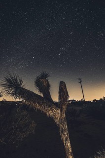 Camping in Joshua Tree National Park under a starry sky
