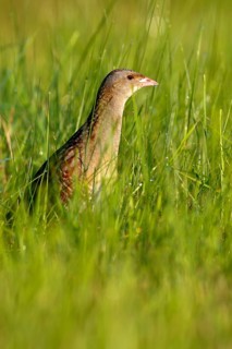 Corn Crake (Crex crex), Saxony-Anhalt, Germany