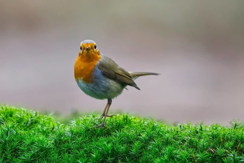 European Robin (Erithacus rubecula), Netherlands