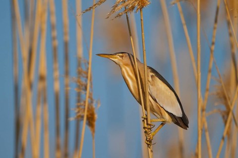 Little Bittern (Ixobrychus minutus) male, Greece