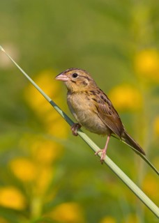 Henslow's Sparrow (Ammodramus henslowii) juvenile, Ohio, USA
