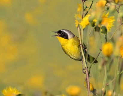 A male Common Yellowthroat, Geothlypis trichas, sings from a wild flower in a canola field, near