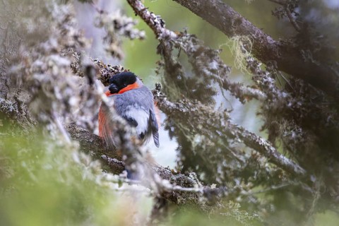 Bullfinch or bullfinch (Pyrrhula pyrrhula), male sits hidden on a lichen-covered branch,