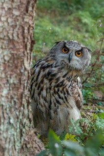 Eurasian Eagle-Owl (Bubo bubo) captive, Schwyz, Switzerland