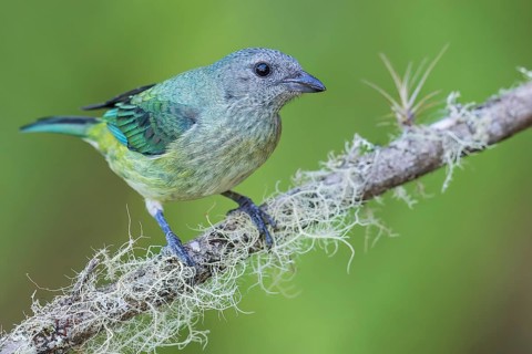 Black-headed Tanager (Tangara cyanoptera) perched on a branch in Colombia, South America