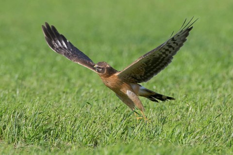 Steppenweihe, lat. Circus macrourus, Jungvogel startet von einer Wiese bei Sonnenschein